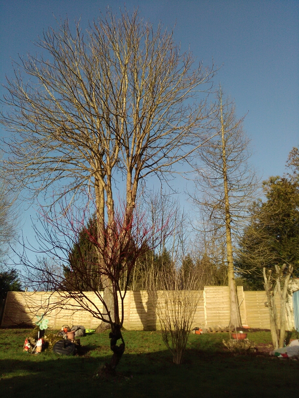 elagage abattage Chamigny 77260